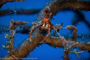 "Blending"
Up close with a Neck Crab. by Dusty Norman 
